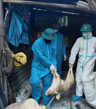 受非洲猪瘟疫情影响 西班牙三分之一的猪肉出口